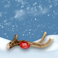Deer Antler Dog Chews | Organic Chews for Dogs