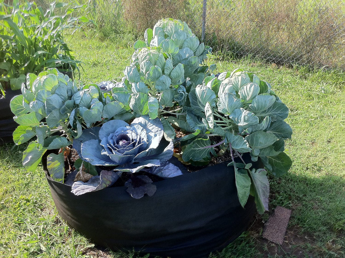 Smart Pot Round Raised Garden Bed