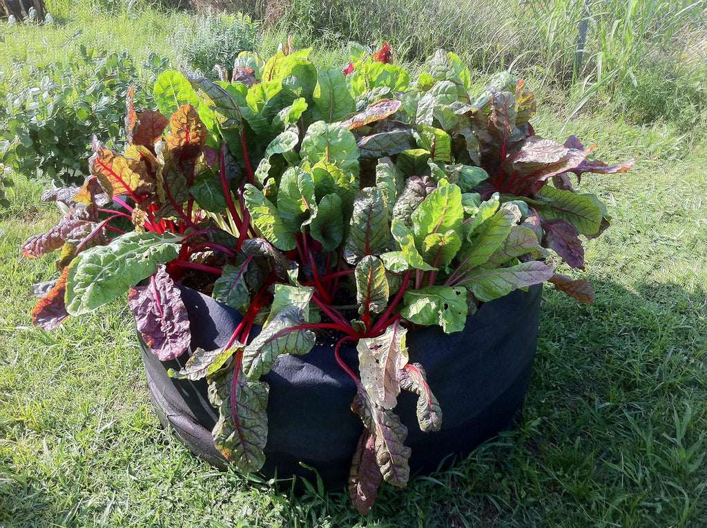 Smart Pot Round Raised Garden Bed
