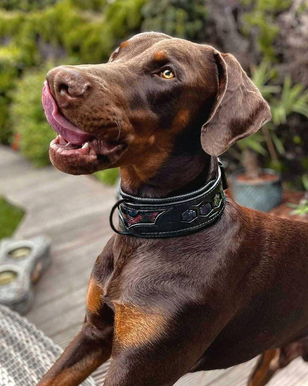 BATDOG collar