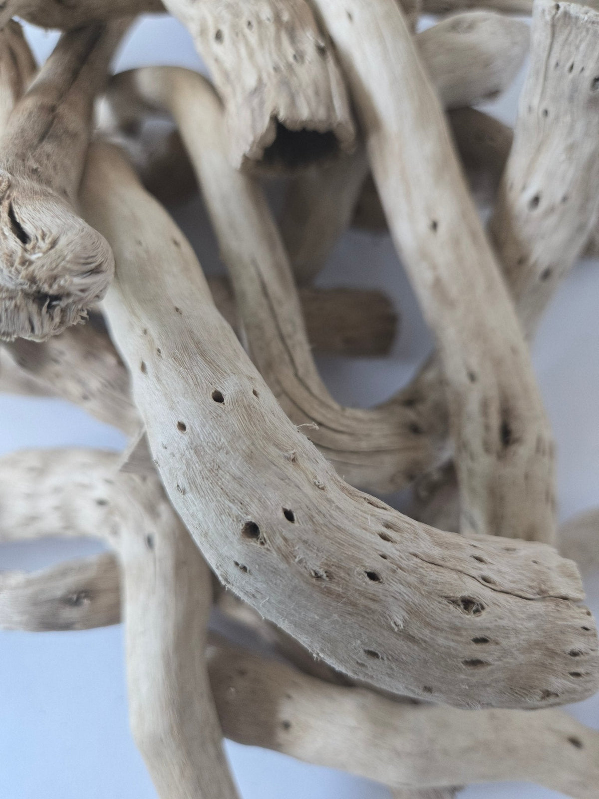 Dried Cabbage Roots